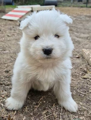 Les chiots de Samoyède