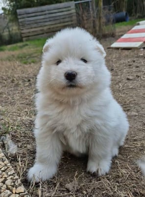Les chiots de Samoyède