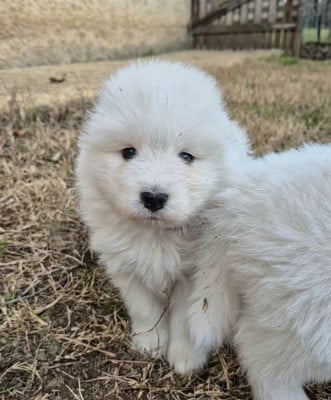 Les chiots de Samoyède