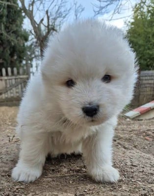 Les chiots de Samoyède