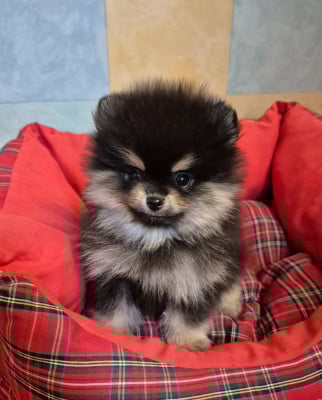 Les chiots de Spitz allemand