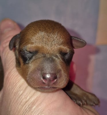 Les chiots de Pinscher nain