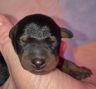 Les chiots de Pinscher nain
