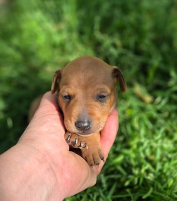 Les chiots de Pinscher nain