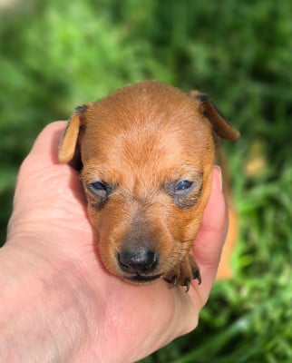 Les chiots de Pinscher nain