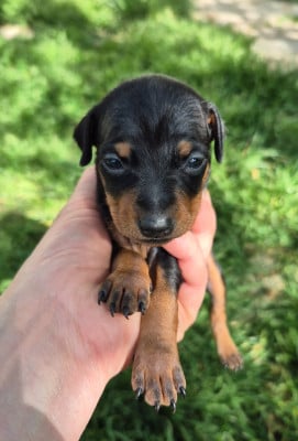 Les chiots de Pinscher nain