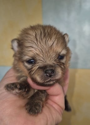 Les chiots de Spitz allemand