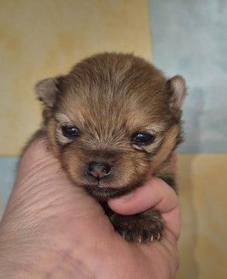 Les chiots de Spitz allemand