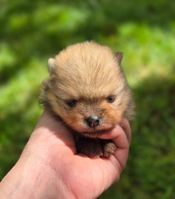 Les chiots de Spitz allemand