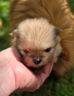 Les chiots de Spitz allemand