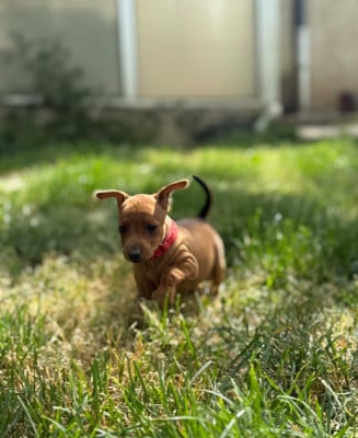 Les chiots de Pinscher nain