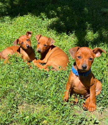 Les chiots de Pinscher nain