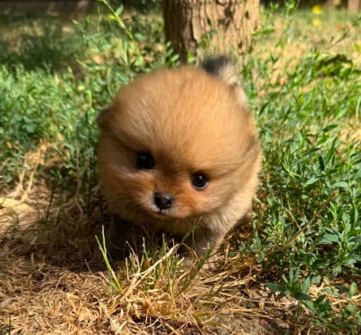 Les chiots de Spitz allemand