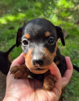 Les chiots de Pinscher nain