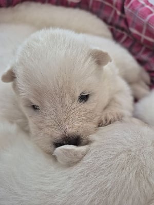 Les chiots de Samoyède