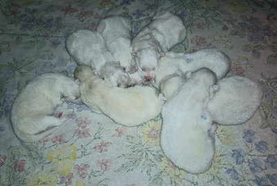 Les chiots de Samoyède