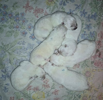 Les chiots de Samoyède