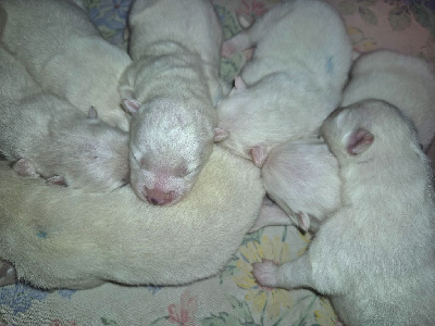 Les chiots de Samoyède