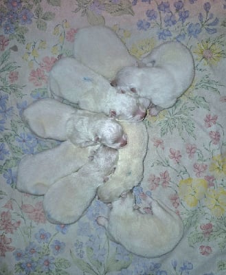 Les chiots de Samoyède