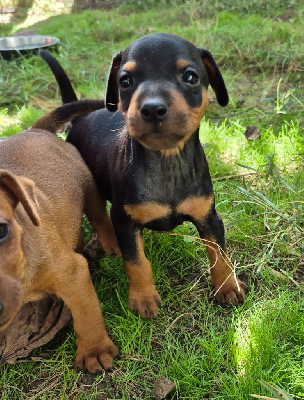 Les chiots de Pinscher nain