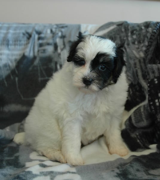 Publication : des P'Tites Obsessions