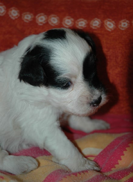 Publication : des P'Tites Obsessions