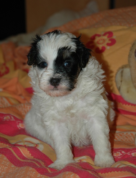 Publication : des P'Tites Obsessions