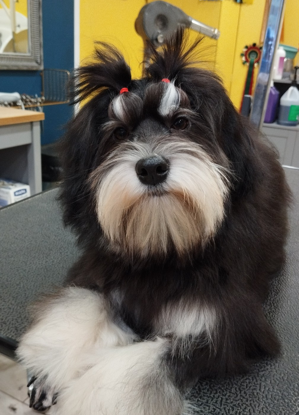 Ambroise des P'Tites Obsessions