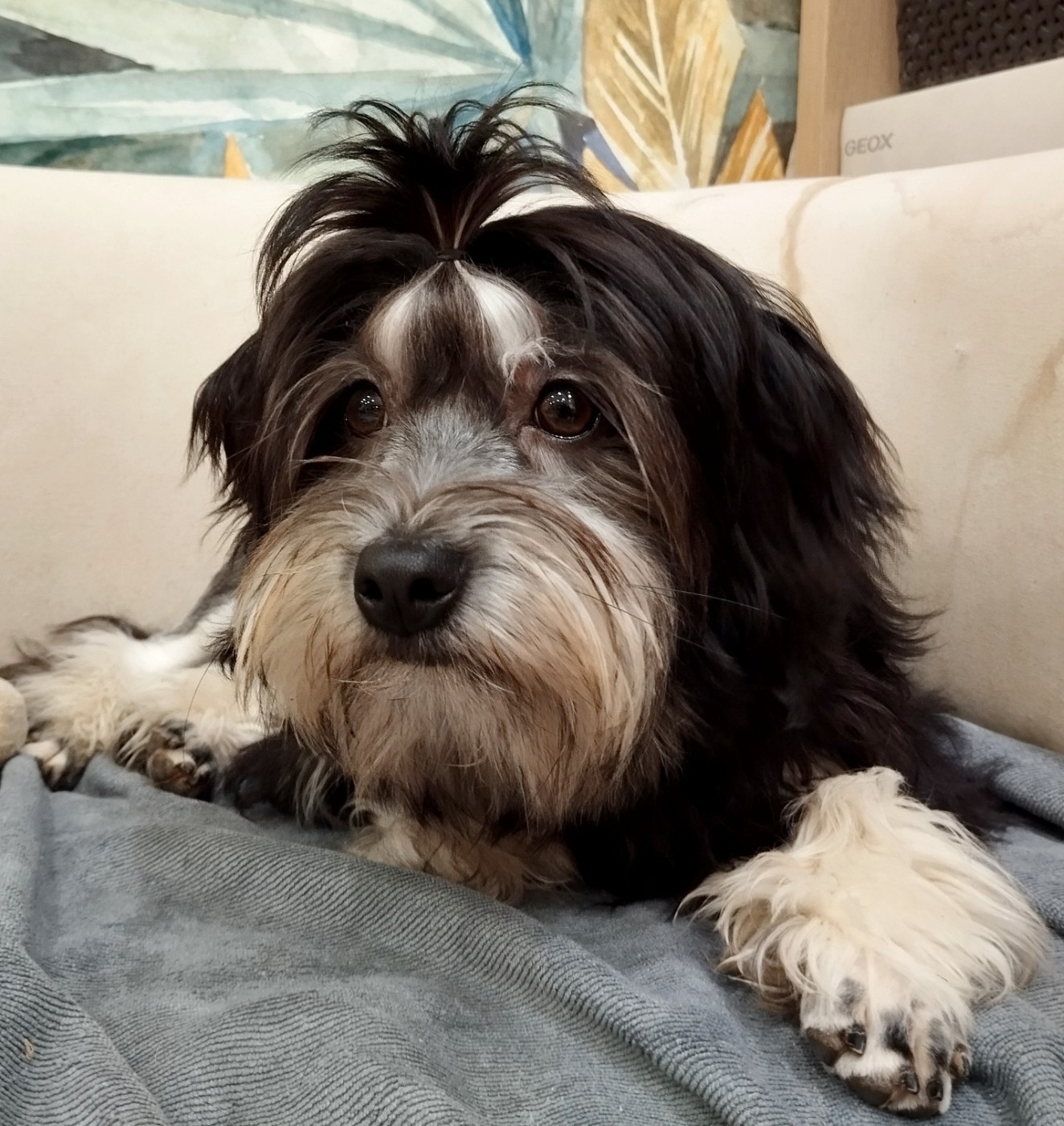 Ardente destinée des P'Tites Obsessions