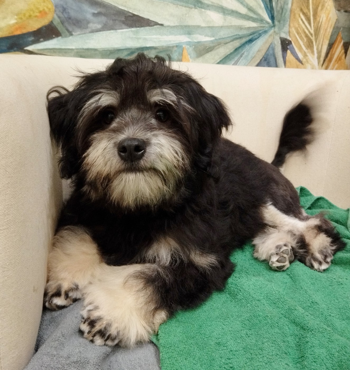 Ardente destinée des P'Tites Obsessions