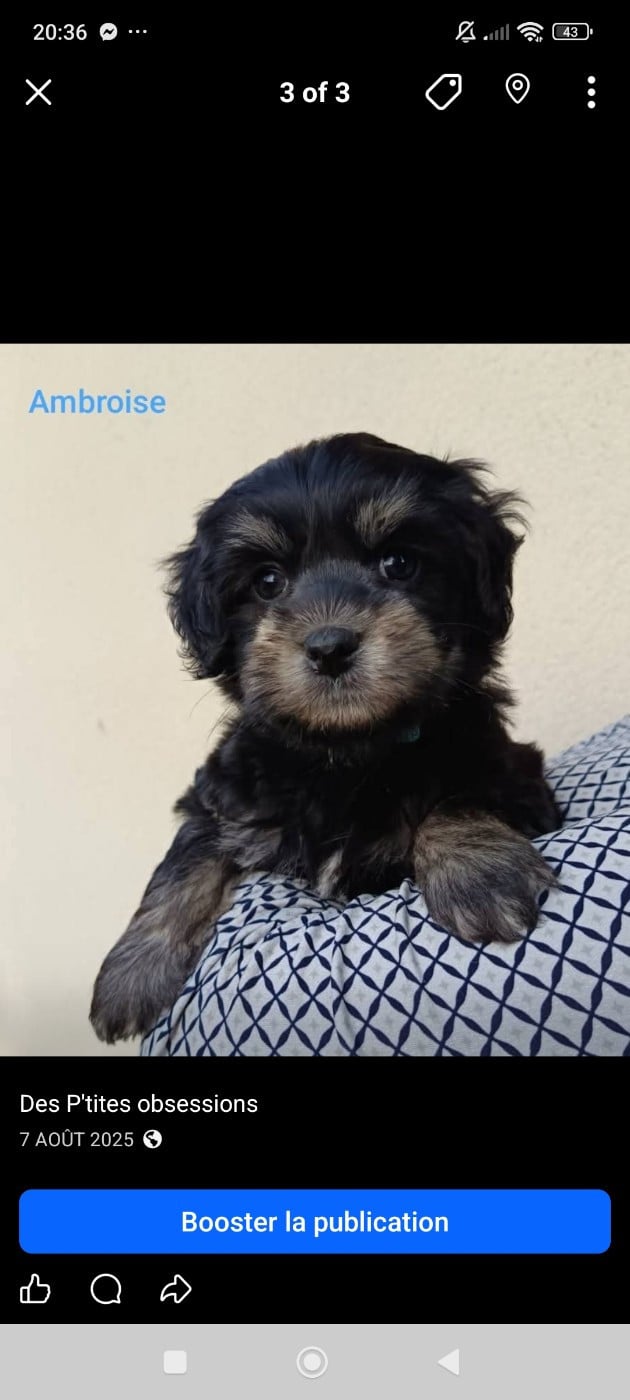 Ambroise des P'Tites Obsessions