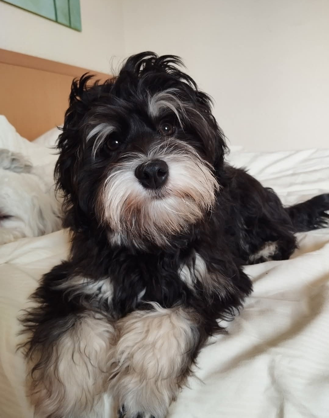 Ambroise des P'Tites Obsessions