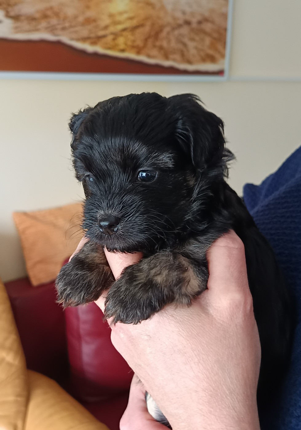 Publication : des P'Tites Obsessions