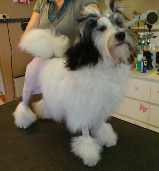 Publication : des P'Tites Obsessions