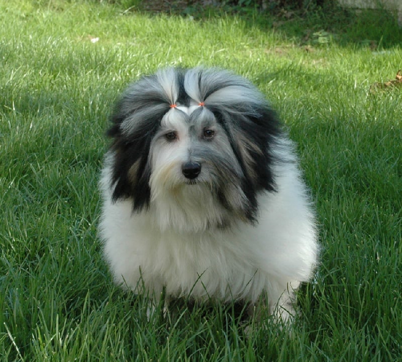 Publication : des P'Tites Obsessions