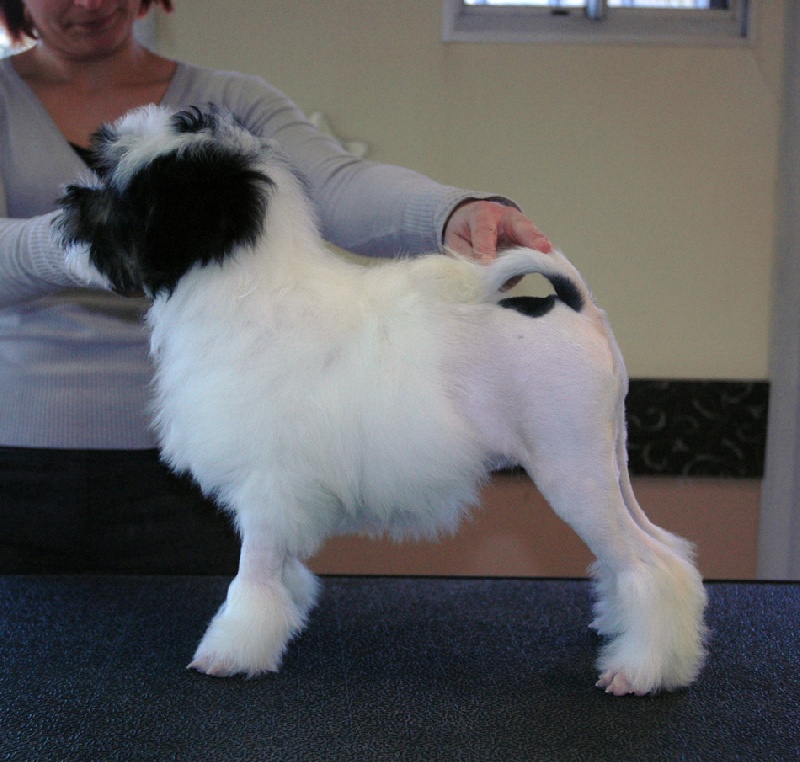 Publication : des P'Tites Obsessions