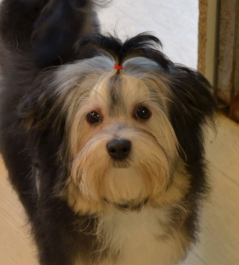 Publication : des P'Tites Obsessions