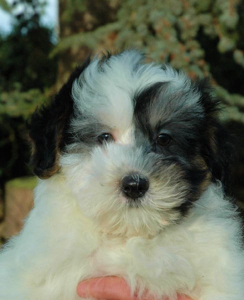 Publication : des P'Tites Obsessions