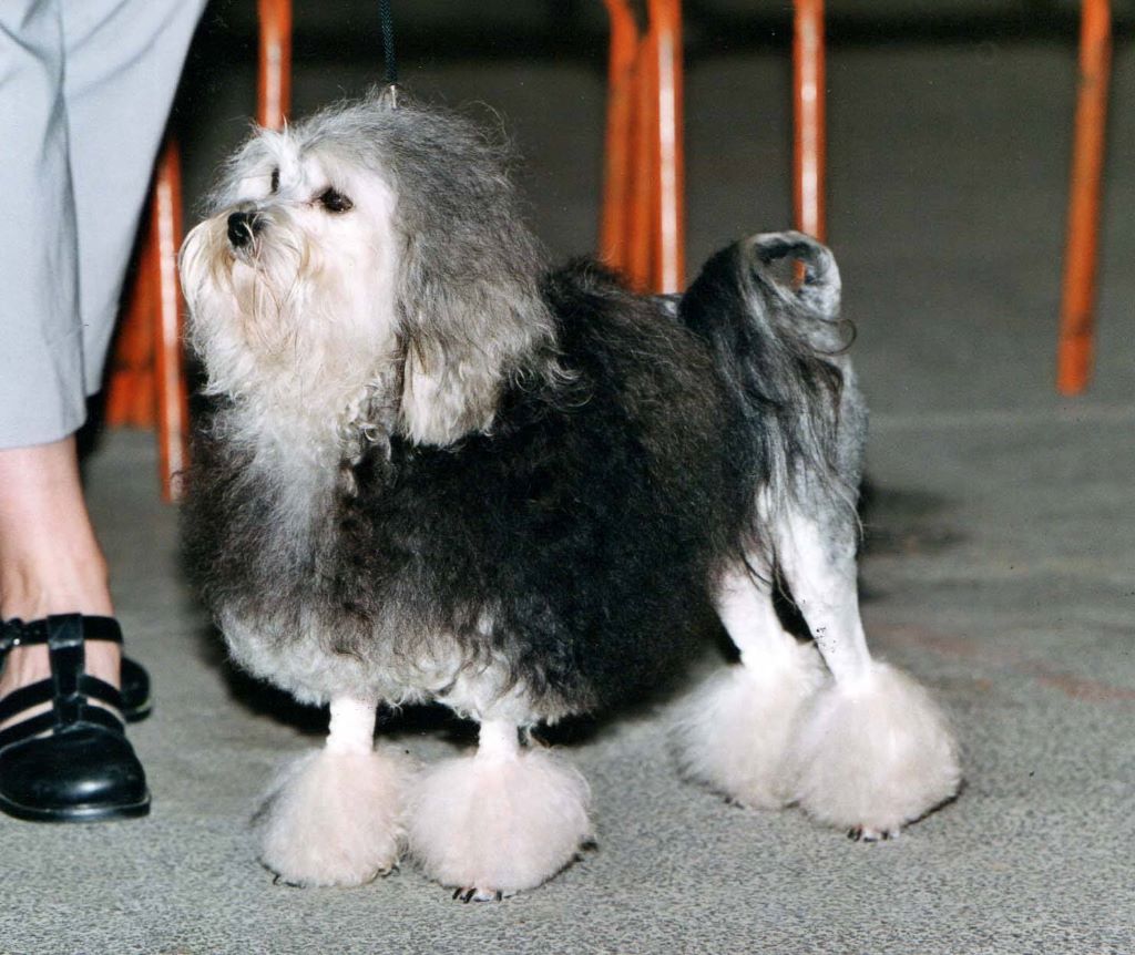 Accueil Elevage Des Ptites Obsessions Eleveur De Chiens