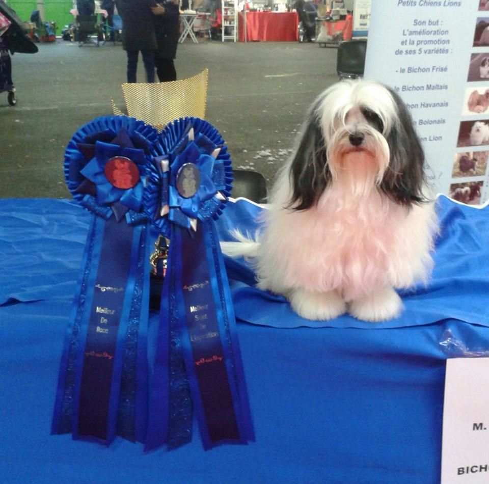 Accueil Elevage Des Ptites Obsessions Eleveur De Chiens