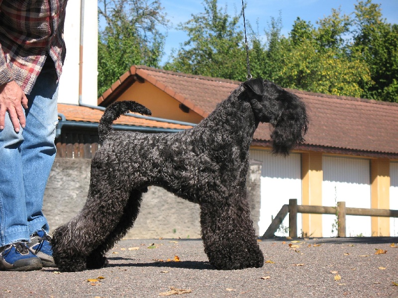 Elvis Des tip top terriers - 1er EXC + CACS + réserve du MDR