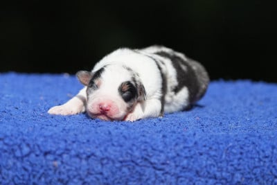 Les chiots de Berger Australien