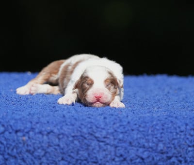 Les chiots de Berger Australien