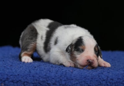 Les chiots de Berger Australien