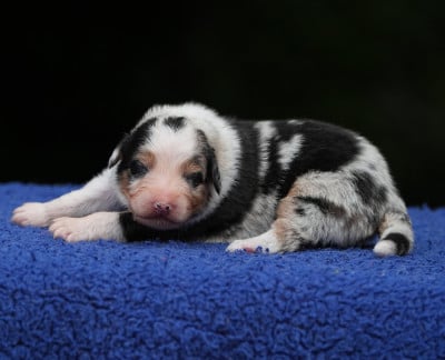Les chiots de Berger Australien