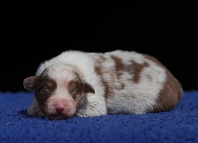 Les chiots de Berger Australien