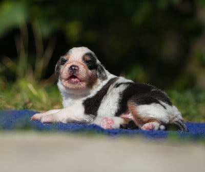 Les chiots de Berger Australien
