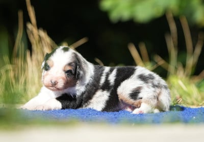 Les chiots de Berger Australien