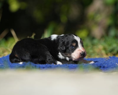 Les chiots de Berger Australien