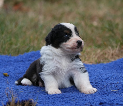 Les chiots de Berger Australien